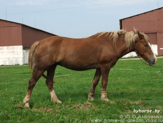 Белорусская упряжная: Букашка 115